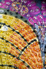 MARIPOSA